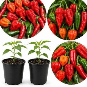 2 Mixed Pepper Plants Live - Vegetable Starters for Garden/Container, 3-6 Inch Tall - Image 1