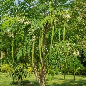 2 Moringa Oleifera Live Plants - Drumstick Tree Seedlings 3-5 Inches Tall - Outdoor Tropical - Image 3