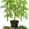 2 Moringa Oleifera Live Plants - Drumstick Tree Seedlings 3-5 Inches Tall - Outdoor Tropical - Image 1