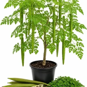 2 Moringa Oleifera Live Plants - Drumstick Tree Seedlings 3-5 Inches Tall - Outdoor Tropical - Image 1