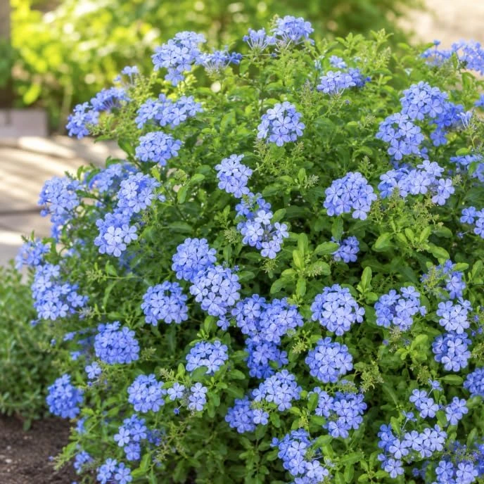 2 Pots Blue Plumbago Live Plants, Flowering Shrub Starters, 3-5 Inches Tall - Image 2