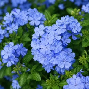 2 Pots Blue Plumbago Live Plants, Flowering Shrub Starters, 3-5 Inches Tall - Image 3