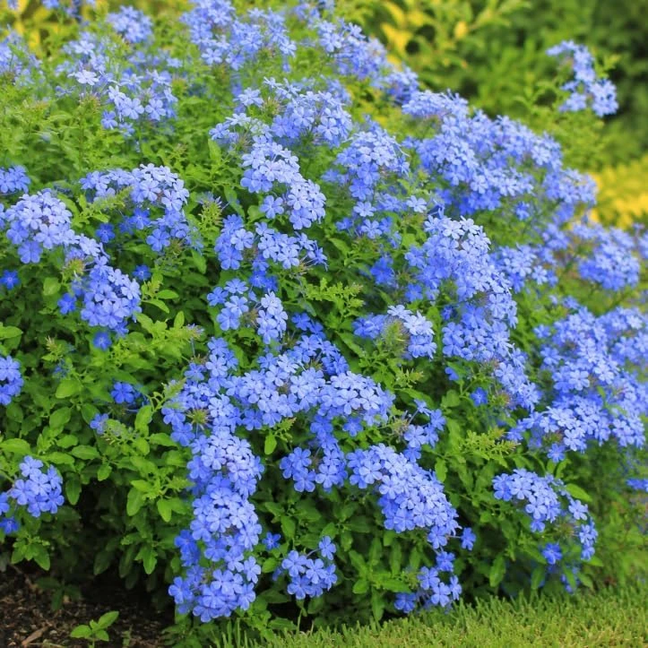 2 Pots Blue Plumbago Live Plants, Flowering Shrub Starters, 3-5 Inches Tall - Image 4