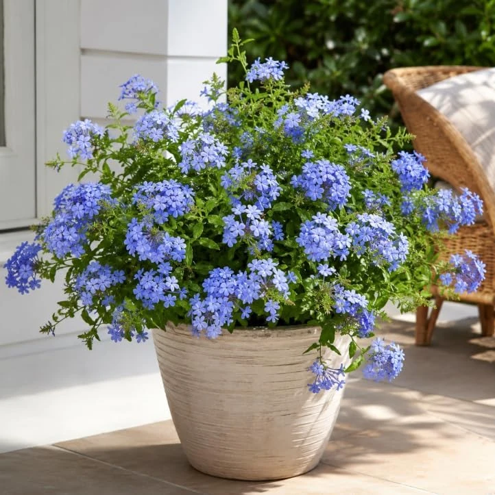 2 Pots Blue Plumbago Live Plants, Flowering Shrub Starters, 3-5 Inches Tall - Image 5