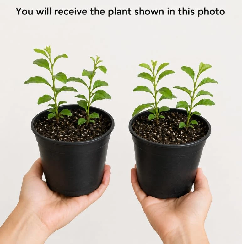 2 Pots Blue Plumbago Live Plants, Flowering Shrub Starters, 3-5 Inches Tall - Image 7