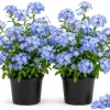 2 Pots Blue Plumbago Live Plants, Flowering Shrub Starters, 3-5 Inches Tall - Image 1