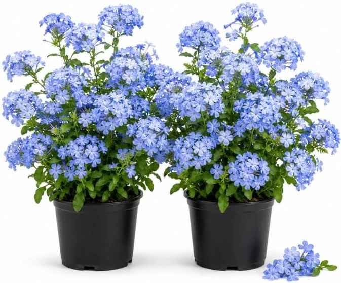 2 Pots Blue Plumbago Live Plants, Flowering Shrub Starters, 3-5 Inches Tall - Image 1