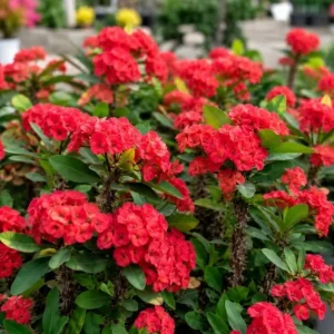 2 Red Crown of Thorns Live Plants 4-6 Inch, Euphorbia Milii Succulent in 4 Inch Pot - Image 2