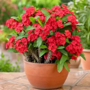 2 Red Crown of Thorns Live Plants 4-6 Inch, Euphorbia Milii Succulent in 4 Inch Pot - Image 3