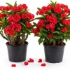 2 Red Crown of Thorns Live Plants 4-6 Inch, Euphorbia Milii Succulent in 4 Inch Pot - Image 1
