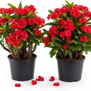 2 Red Crown of Thorns Live Plants 4-6 Inch, Euphorbia Milii Succulent in 4 Inch Pot - Image 1
