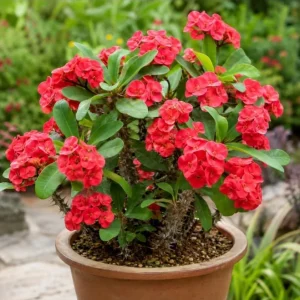 2 Red Crown of Thorns Live Plants 4-6 Inch, Euphorbia Milii Succulent in 4 Inch Pot - Image 4