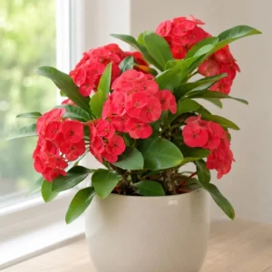 2 Red Crown of Thorns Live Plants 4-6 Inch, Euphorbia Milii Succulent in 4 Inch Pot - Image 5