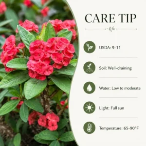 2 Red Crown of Thorns Live Plants 4-6 Inch, Euphorbia Milii Succulent in 4 Inch Pot - Image 6