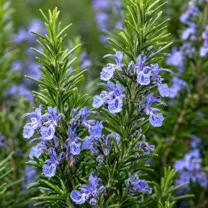 2 Rosemary Live Plants – 4-6 Inch Tall Fragrant Herb for Indoor/Outdoor Garden - Image 2