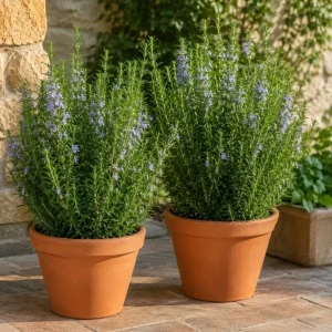 2 Rosemary Live Plants – 4-6 Inch Tall Fragrant Herb for Indoor/Outdoor Garden - Image 4