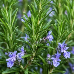 2 Rosemary Live Plants – 4-6 Inch Tall Fragrant Herb for Indoor/Outdoor Garden - Image 5