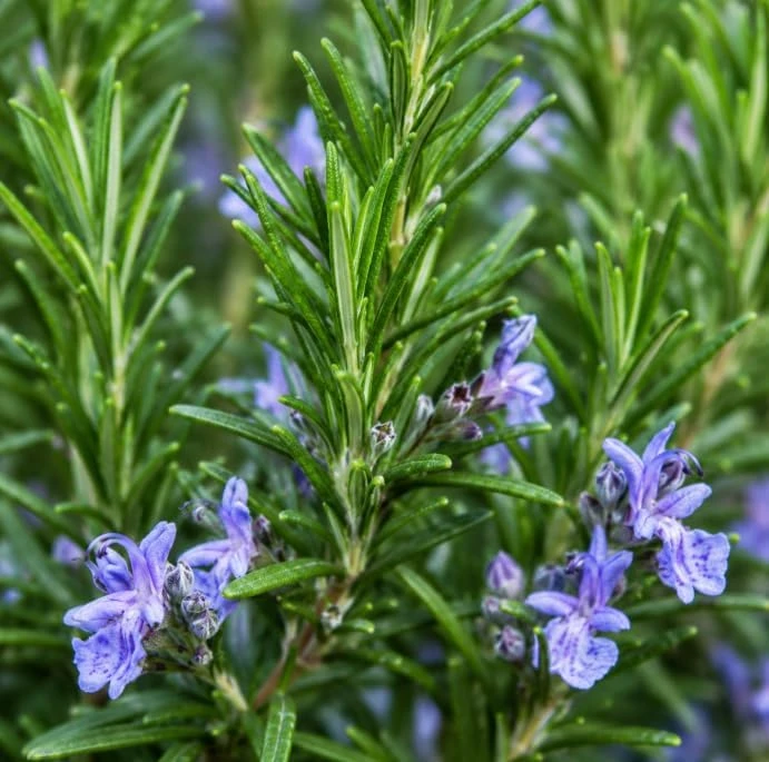 2 Rosemary Live Plants – 4-6 Inch Tall Fragrant Herb for Indoor/Outdoor Garden - Image 5