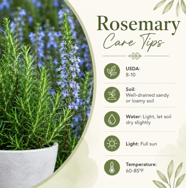 2 Rosemary Live Plants – 4-6 Inch Tall Fragrant Herb for Indoor/Outdoor Garden - Image 6