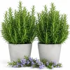 2 Rosemary Live Plants – 4-6 Inch Tall Fragrant Herb for Indoor/Outdoor Garden - Image 1