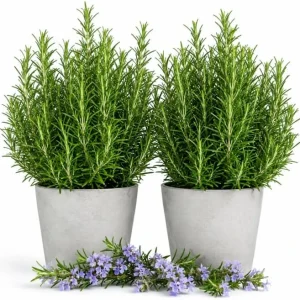 2 Rosemary Live Plants – 4-6 Inch Tall Fragrant Herb for Indoor/Outdoor Garden - Image 1