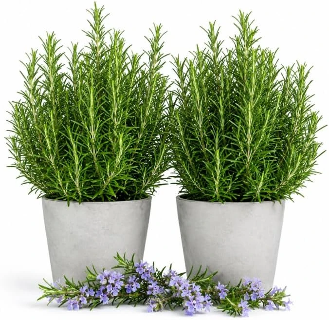 2 Rosemary Live Plants – 4-6 Inch Tall Fragrant Herb for Indoor/Outdoor Garden - Image 1