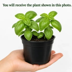 2 Sweet Basil Plants Live – 4-6 Inch Tall Large Leaf Herb Plants for Indoor & Outdoor - Image 3