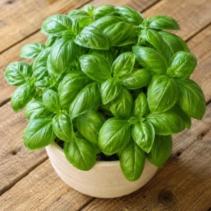2 Sweet Basil Plants Live – 4-6 Inch Tall Large Leaf Herb Plants for Indoor & Outdoor - Image 4