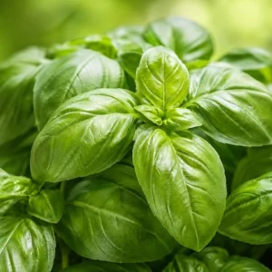 2 Sweet Basil Plants Live – 4-6 Inch Tall Large Leaf Herb Plants for Indoor & Outdoor - Image 6