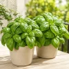 2 Sweet Basil Plants Live – 4-6 Inch Tall Large Leaf Herb Plants for Indoor & Outdoor - Image 1