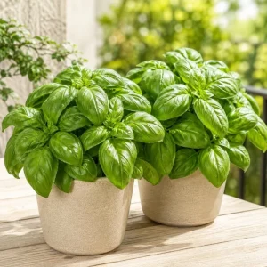 2 Sweet Basil Plants Live – 4-6 Inch Tall Large Leaf Herb Plants for Indoor & Outdoor - Image 1