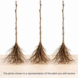 3 Apricot Tree Bare Roots, 1-2 Ft Tall - Sweet Gold Red Fruit Tree Plants - Image 3