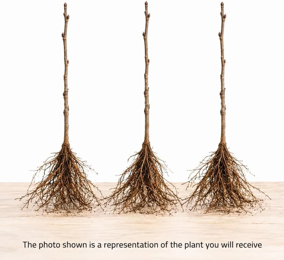 3 Apricot Tree Bare Roots, 1-2 Ft Tall - Sweet Gold Red Fruit Tree Plants - Image 3