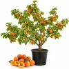 3 Apricot Tree Bare Roots, 1-2 Ft Tall - Sweet Gold Red Fruit Tree Plants - Image 1