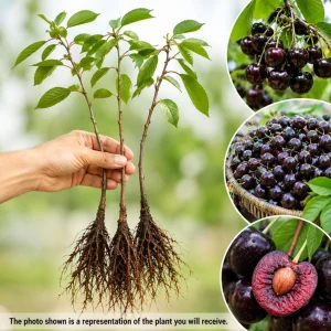 3 Black Cherry Bare Root Trees for Planting - 1-2 ft Tall, Cold Hardy Outdoor Plant - Image 3