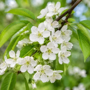 3 Black Cherry Bare Root Trees for Planting - 1-2 ft Tall, Cold Hardy Outdoor Plant - Image 4