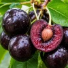 3 Black Cherry Bare Root Trees for Planting - 1-2 ft Tall, Cold Hardy Outdoor Plant - Image 1