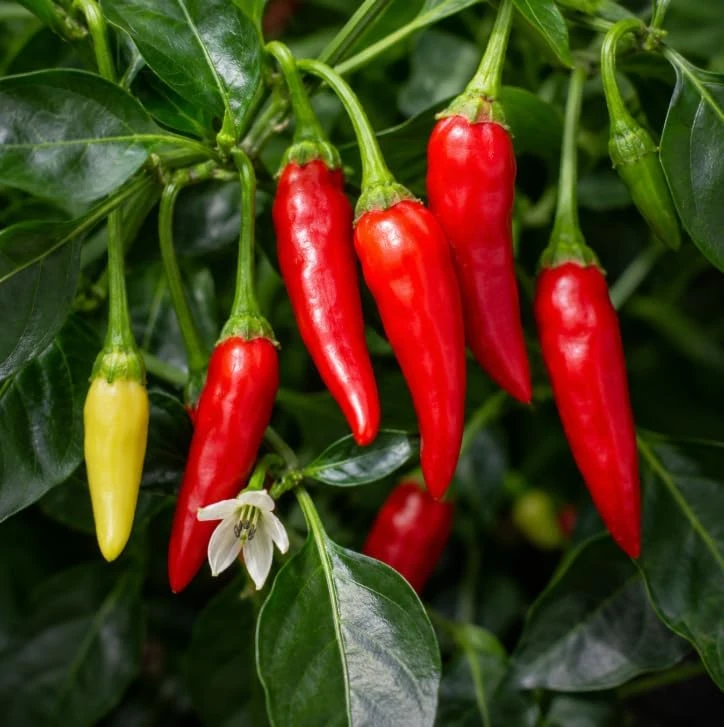 3 Mix Pepper Plants Live – Vegetable Plants for Garden & Container, 3-6 Inch Tall - Image 2