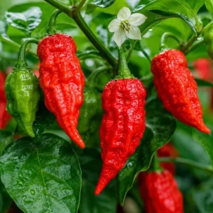 3 Mix Pepper Plants Live – Vegetable Plants for Garden & Container, 3-6 Inch Tall - Image 3