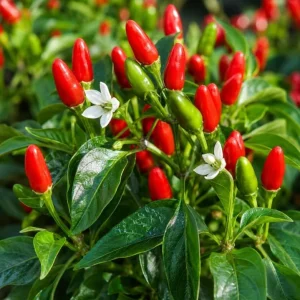 3 Mix Pepper Plants Live – Vegetable Plants for Garden & Container, 3-6 Inch Tall - Image 5