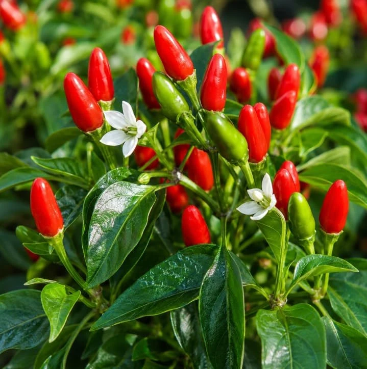 3 Mix Pepper Plants Live – Vegetable Plants for Garden & Container, 3-6 Inch Tall - Image 5