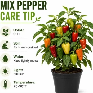 3 Mix Pepper Plants Live – Vegetable Plants for Garden & Container, 3-6 Inch Tall - Image 6