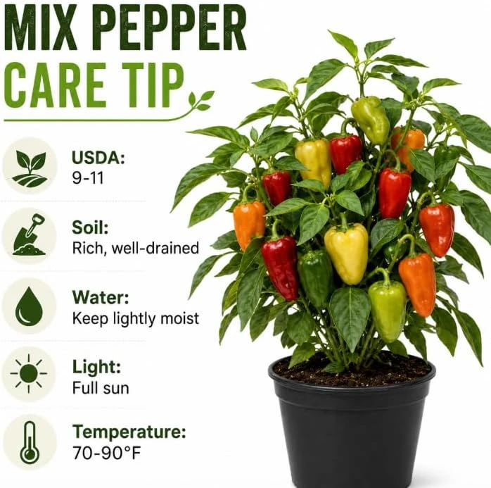 3 Mix Pepper Plants Live – Vegetable Plants for Garden & Container, 3-6 Inch Tall - Image 6