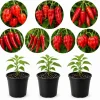 3 Mix Pepper Plants Live – Vegetable Plants for Garden & Container, 3-6 Inch Tall - Image 1