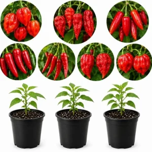 3 Mix Pepper Plants Live – Vegetable Plants for Garden & Container, 3-6 Inch Tall - Image 1