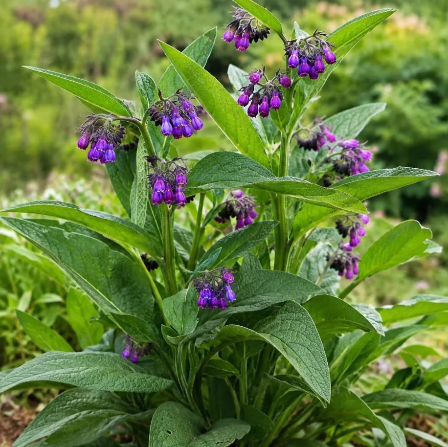 7 Bocking 14 Comfrey Root Cuttings - Perennial Herb for Garden Beds, USDA Zones 3-9 - Image 2