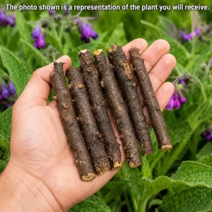 7 Bocking 14 Comfrey Root Cuttings - Perennial Herb for Garden Beds, USDA Zones 3-9 - Image 3