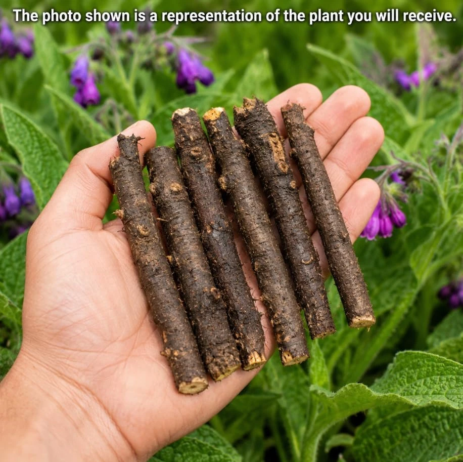 7 Bocking 14 Comfrey Root Cuttings - Perennial Herb for Garden Beds, USDA Zones 3-9 - Image 3