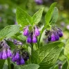 7 Bocking 14 Comfrey Root Cuttings - Perennial Herb for Garden Beds, USDA Zones 3-9 - Image 1