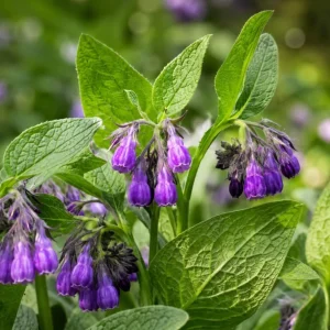 7 Bocking 14 Comfrey Root Cuttings - Perennial Herb for Garden Beds, USDA Zones 3-9 - Image 1